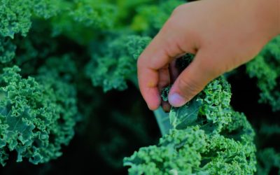 Les maraichers de petite surface ont besoin d’un statut: signez la pétition!
