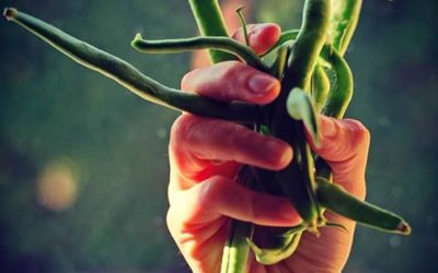 Se former pour s’investir dans la transition alimentaire liégeoise avec le CRIE