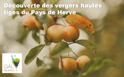 Découverte des vergers hautes tiges du Pays de Herve ce 18/11
