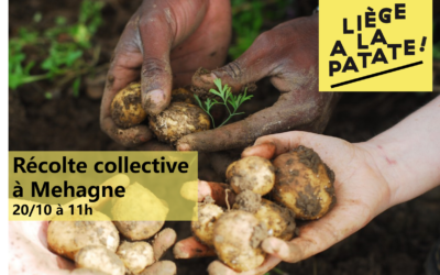 Récolte de Pommes de Terre avec « Liège A La Patate » à Mehagne 20/10