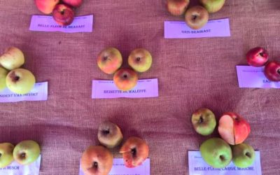 L’importance des Vergers Hautes – Tiges avec Diversifruits