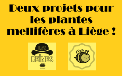 Des projets liégeois pour les abeilles avec les asbl Sauvons Maya et les Reines de Liège