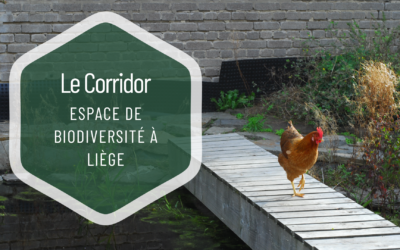 L’exemple de l’espace biodiversité de l’asbl Le Corridor à Saint Léonard : participez au projet !
