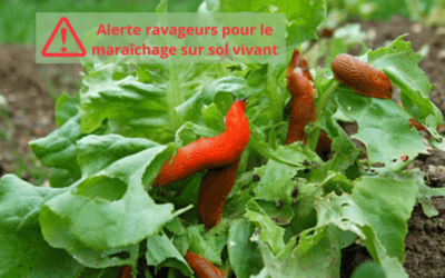 Limaces et escargots : destruction de cultures maraichères et changement climatique en province de Liège