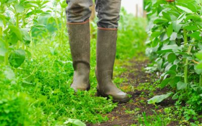 L’agriculture sociale et les soins verts suite à Nourrir Liège